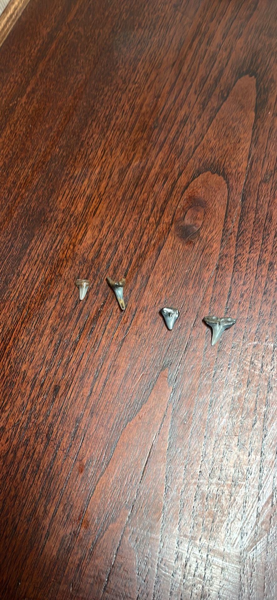 Shark Teeth
