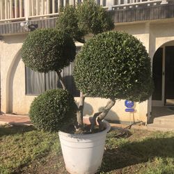 Beautiful trees healthy… 175 each no less than that they’re very healthy and beautiful for the front yard serious buyers only. Thank you.
