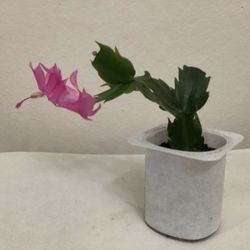 Purple Christmas Cactus Plant