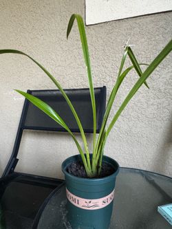 Cymbidium Golden Elf