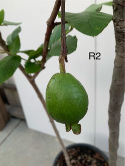 R2- Red Guava Tree
