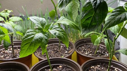 Chili Pepper Varieties. Thai & Jalapeño