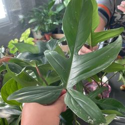 Philodendron Florida Green