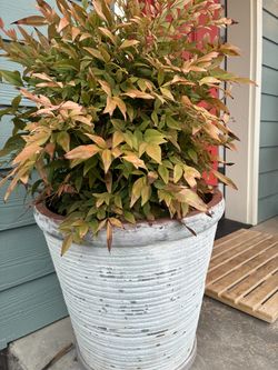 Lucky bamboo with ceramic pot