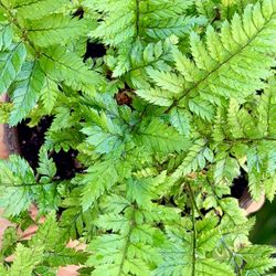 4” Fern Korean Rock $11.99 💚🤎💚
