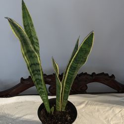 18” Snake Plant 