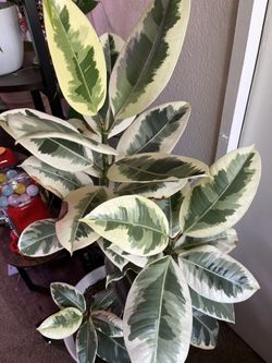 Rubber Fig Variegated Plant