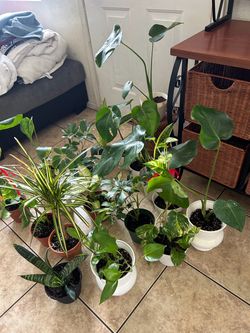 Plants for sale 10 each
