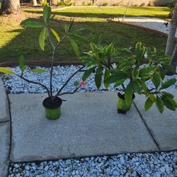 Plumeria I Think? Both For 60