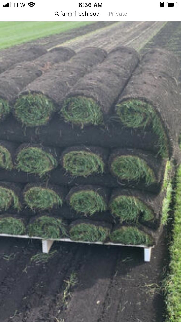 Fresh Sod Cut Every Morning 