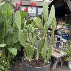 Nopal/cactus Plant For Sale