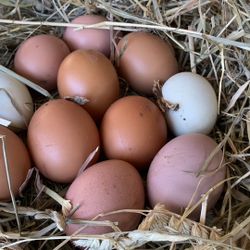 Organic + Fertile Chicken Eggs 🥚 