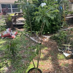 White Plumeria(4ft Tall