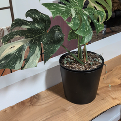 Monstera - Thai constellation w/12" leaves