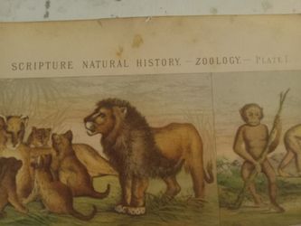 Pair Antique Natural History BIBLE PAGES LITHOGRAPHS