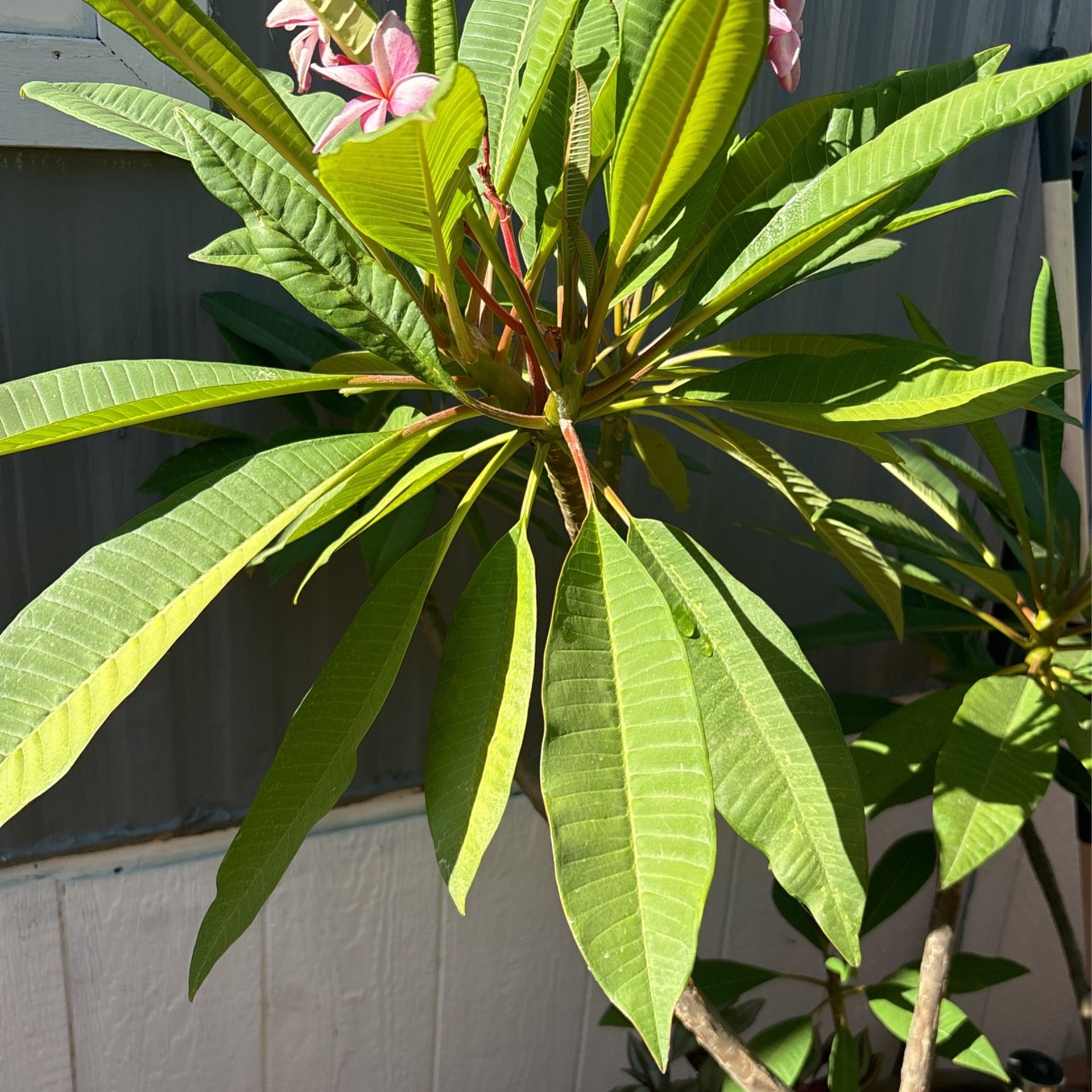 Plumeria - infinityhomeware.co.za