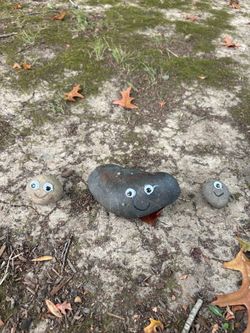 Pet Rock Bob