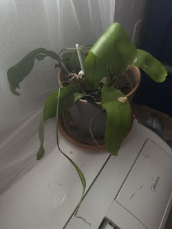 Queen Of Night Plant