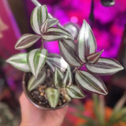 Tradescantia Zebrina 