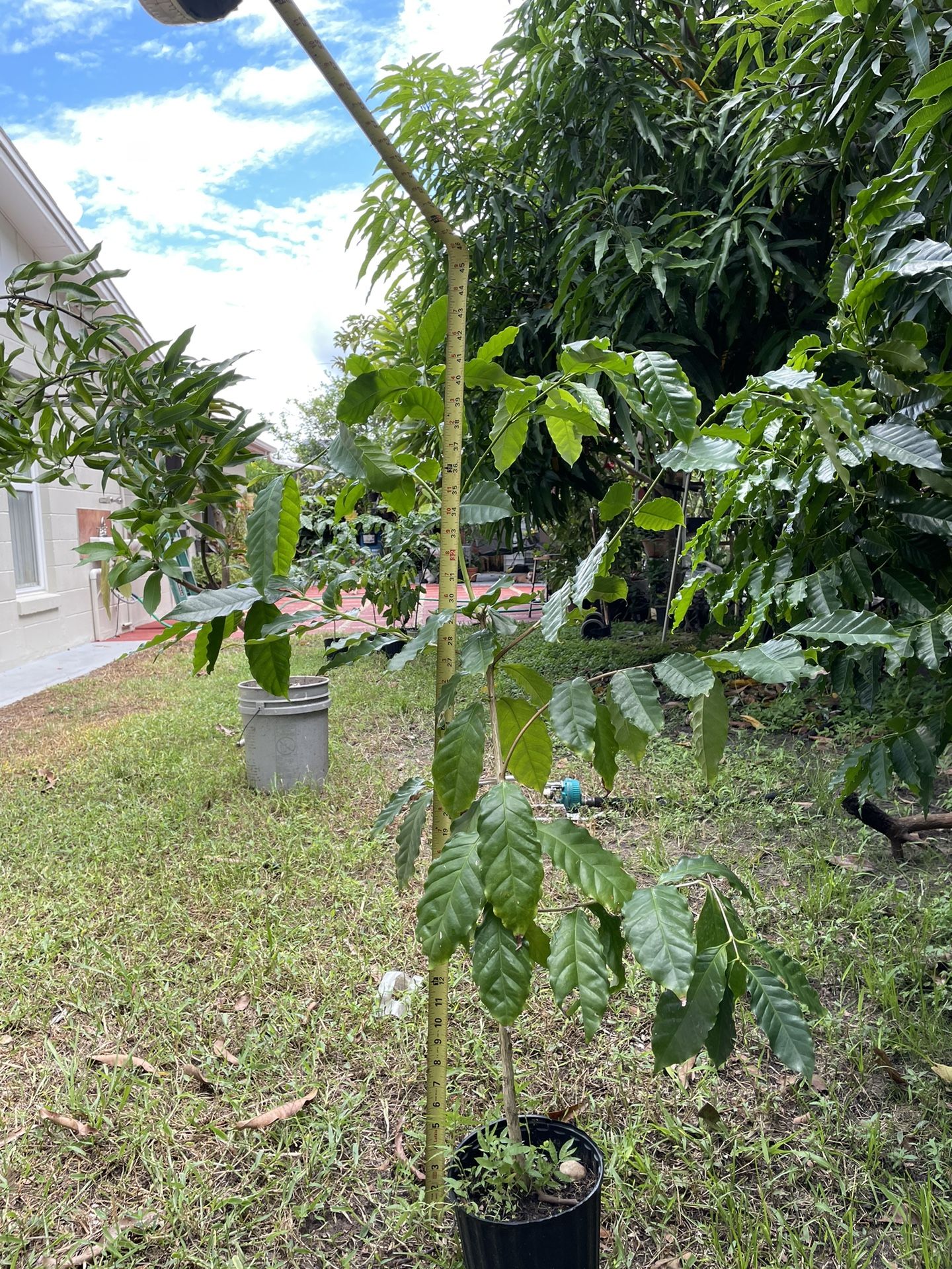 coffee plant 43 inches tall location in ponciana 20$ 2 for * 35$