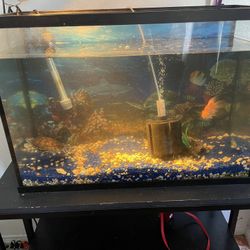 Fish Tank 