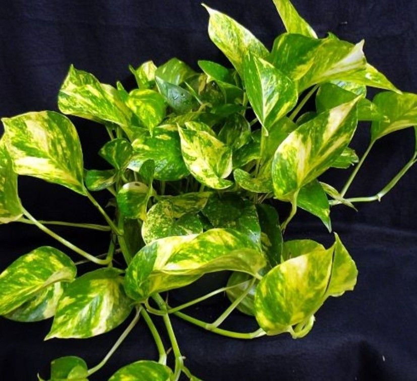 pathos  plants  indoors  indoors  minimum qty 20+