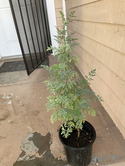 Ruta Chalepensis Or Ruda Plant 