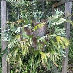 Staghorn Plant 