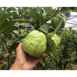 baby Green Guava Fruit  tree