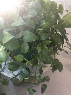 Organic grown patho plant! ready fir a home! I will be away ! must sell it thus week ! 