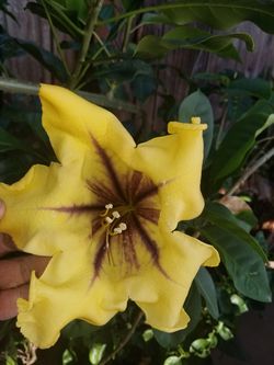 Hawaiian Lily vine that Blooms