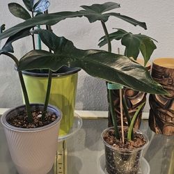 Philodendron Horse Head Plants