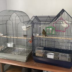 Parrots With Cage