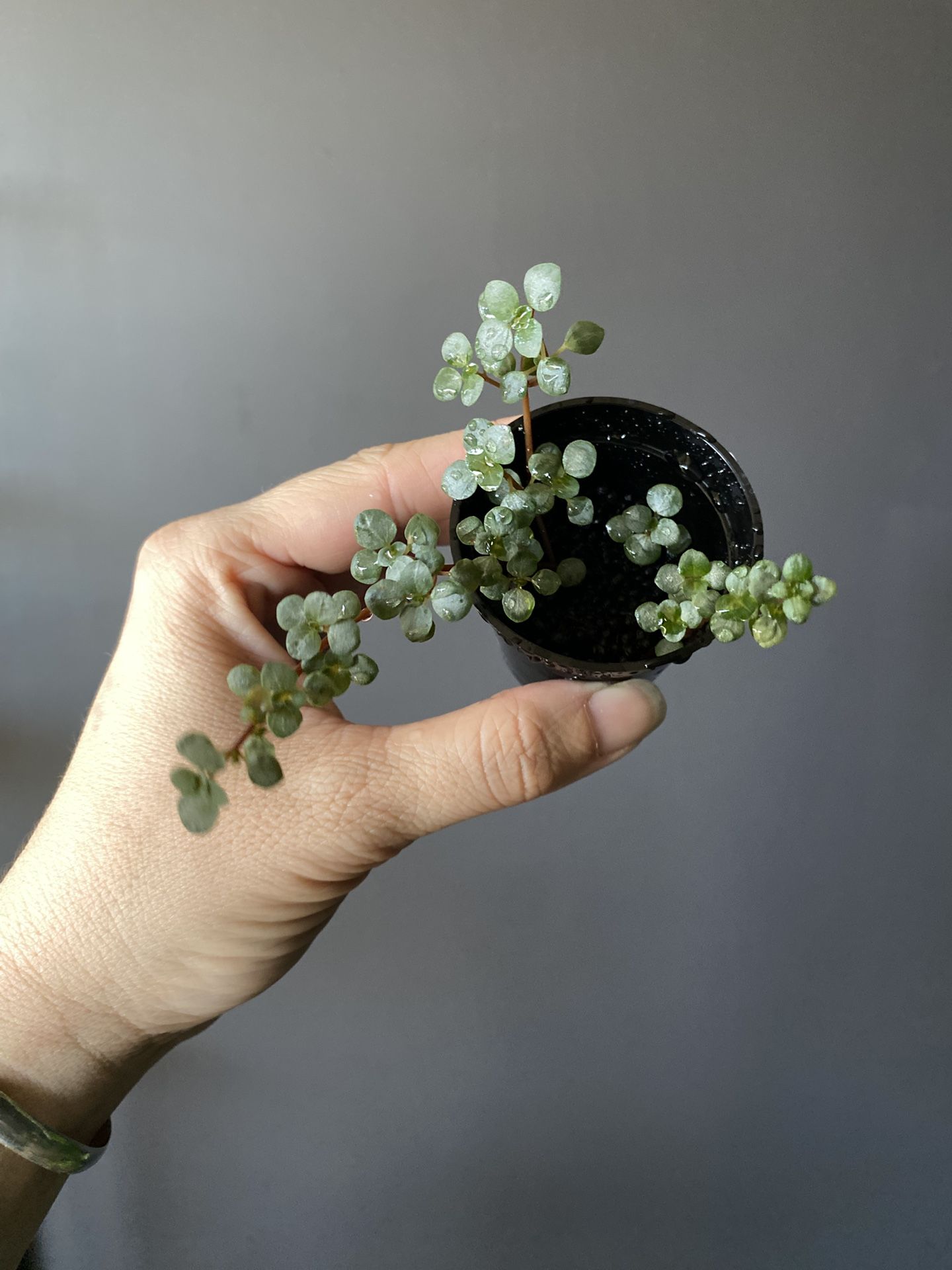 Pilea Silver Baby Tears