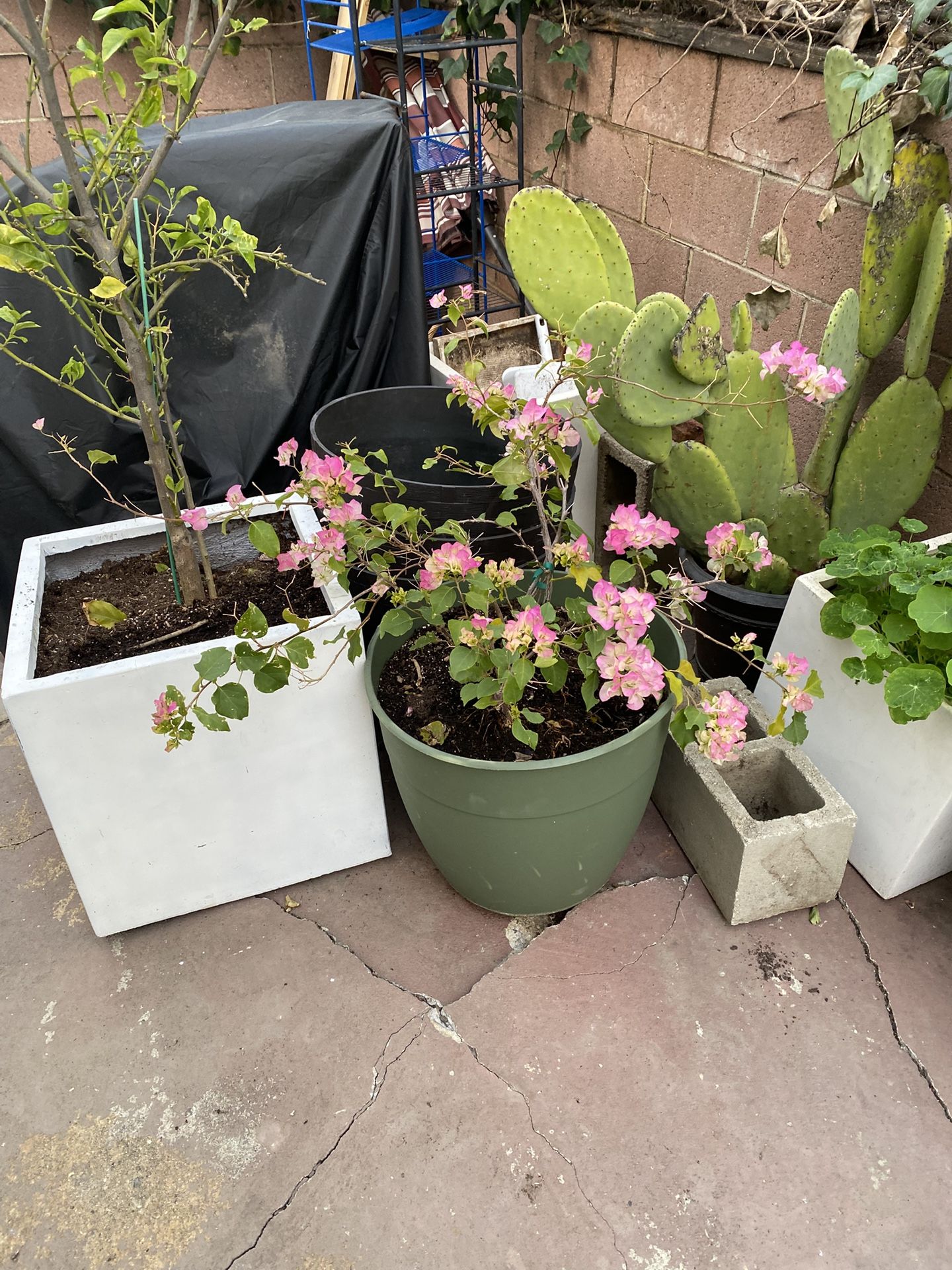 Potted Pink Bougainvillea