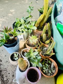 Plants