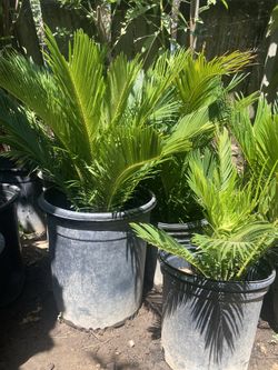 Sago Palms