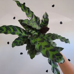 Rattlesnake Calathea Prayer Plant 4"