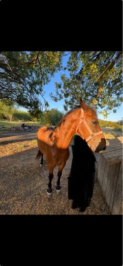 horsee