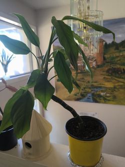Dracaena Houseplant in Yellow Pot white lily