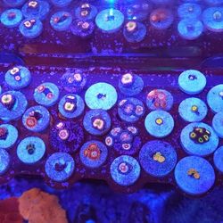 Reef Tank Decorations