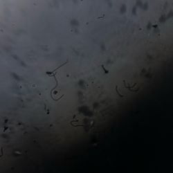 Selling My iPhone 14 Pro Max For 300 