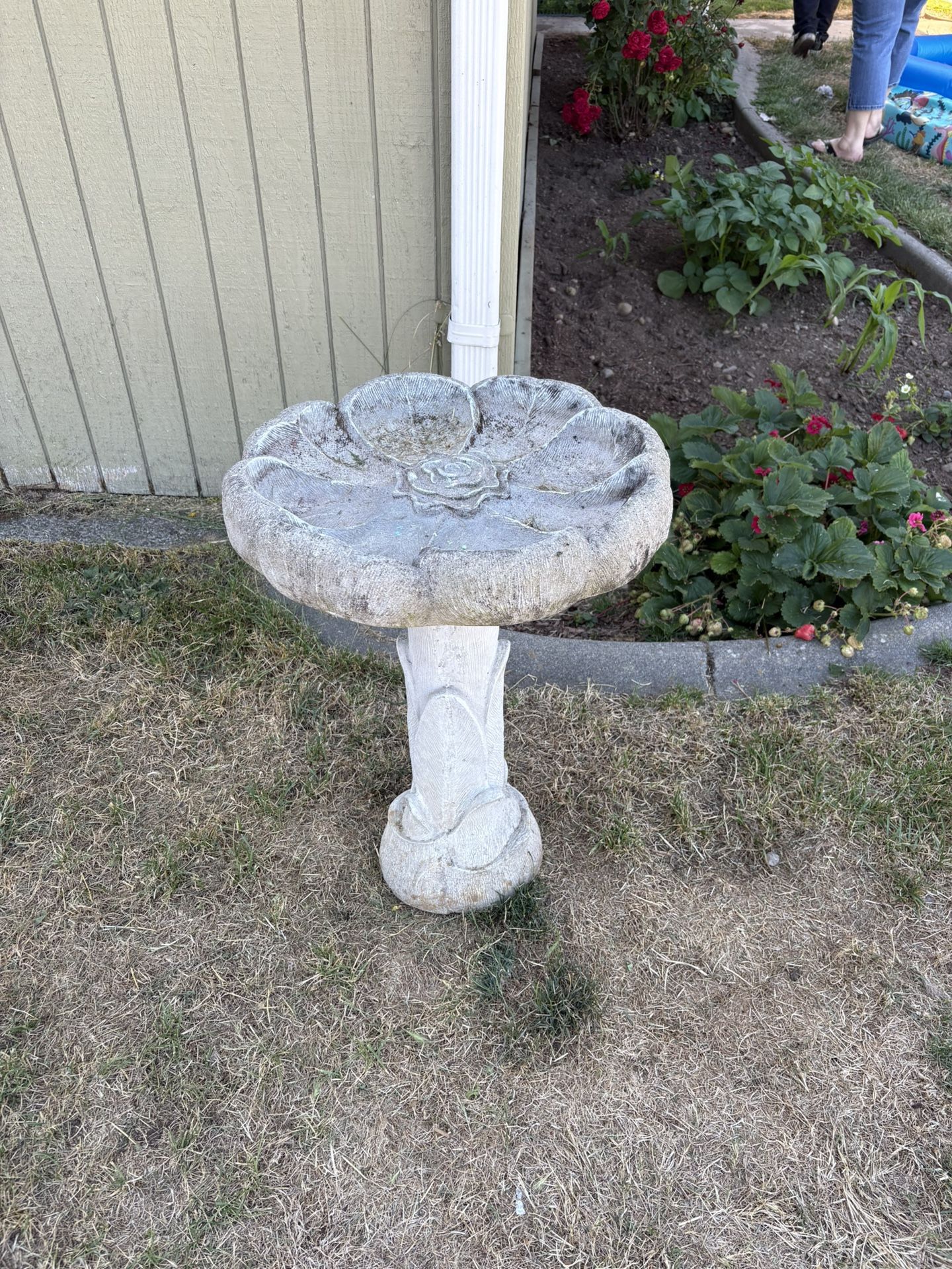Bird Bath