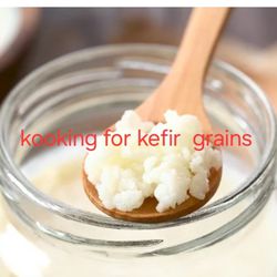 Looking for milk kefir grains