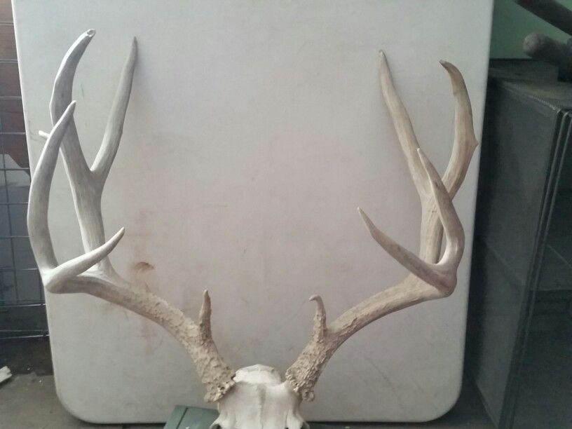 Mule Deer Rack