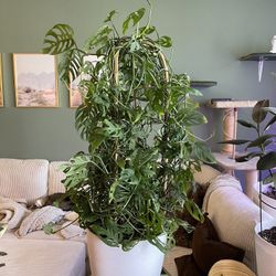 Large House Plant