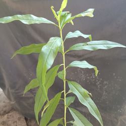 Peach Tree. 🍑 Duraznos  