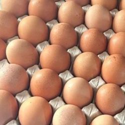 Organic Eggs