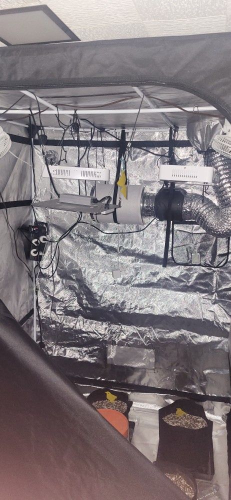 Grow tent with everything ready to grow 60x60x80