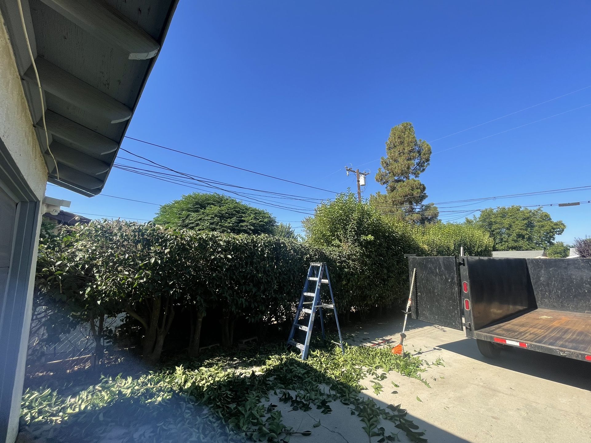 Bush